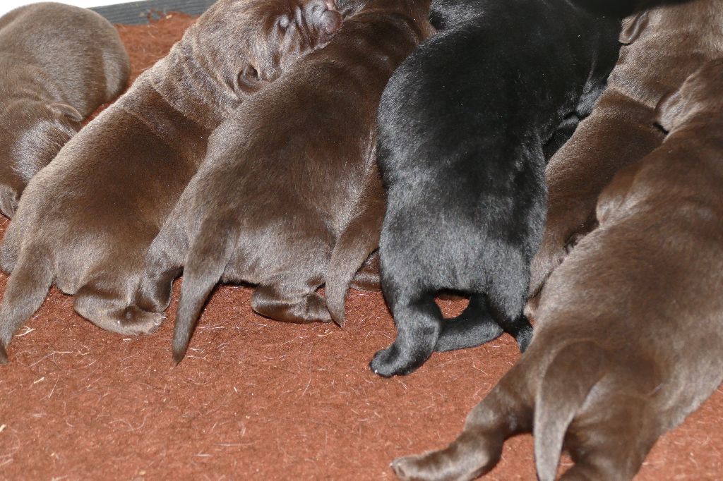 chiot Labrador Retriever du Bois des Lilas