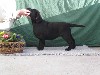 Chiots (pele mele)
